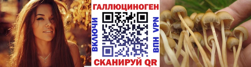 Псилоцибиновые грибы Cubensis  Искитим 